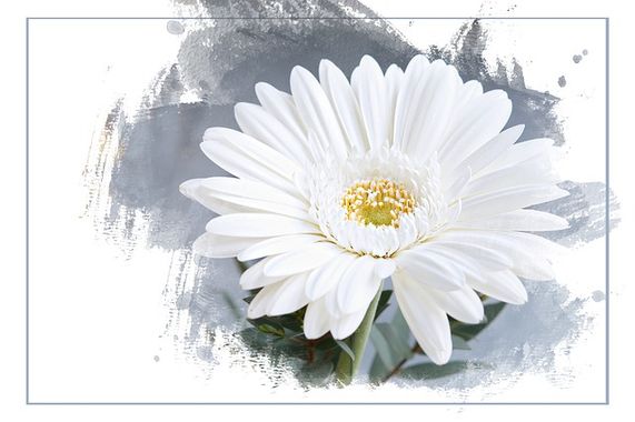 Gerbera 1361791 640